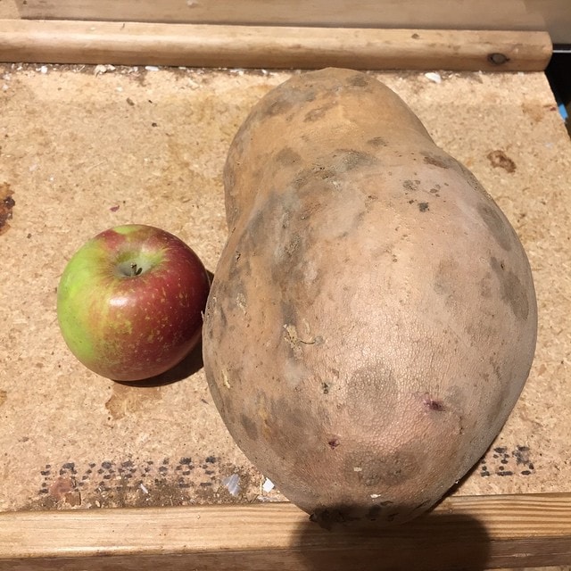 That_is_one_massive_sweet_potato_