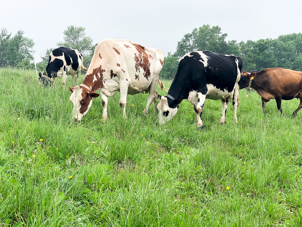 The benefits of grass-fed dairy