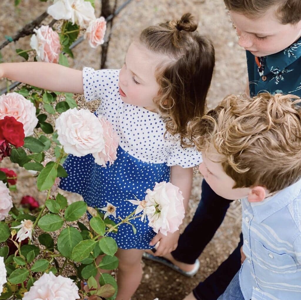 Young girl and her two older male siblings all stop to admire a rose bush with light pink and red blooms