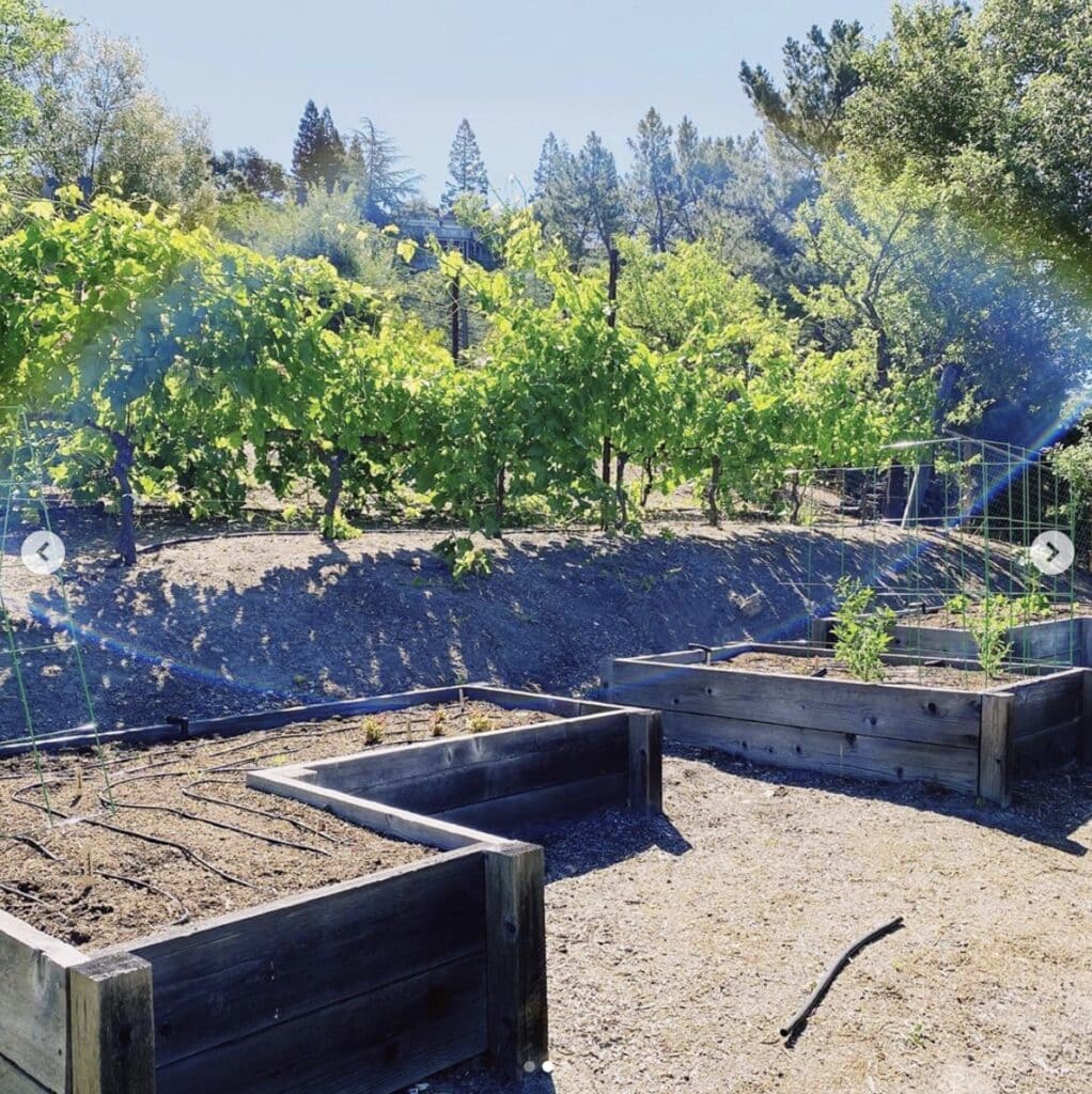 raised garden boxes with new plants starting to grow on a green hillside 